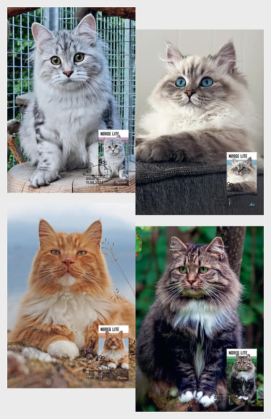 2026 Cats - Maxi Cards