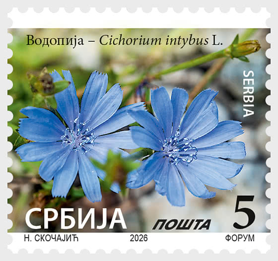 2026 Chicory - Cichorium Intybus L. - Set