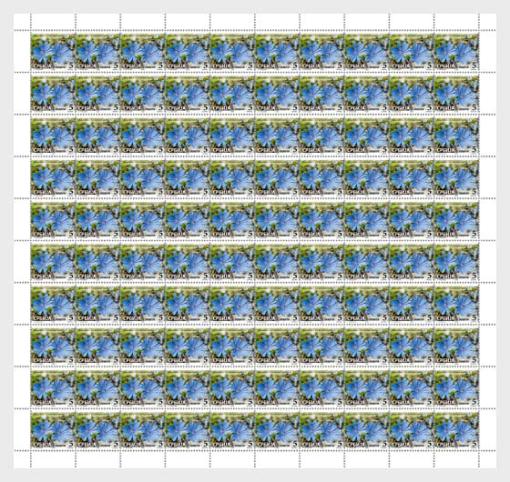 2026 Цикорий - Cichorium Intybus L. - Полные листы